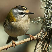 Common Firecrest