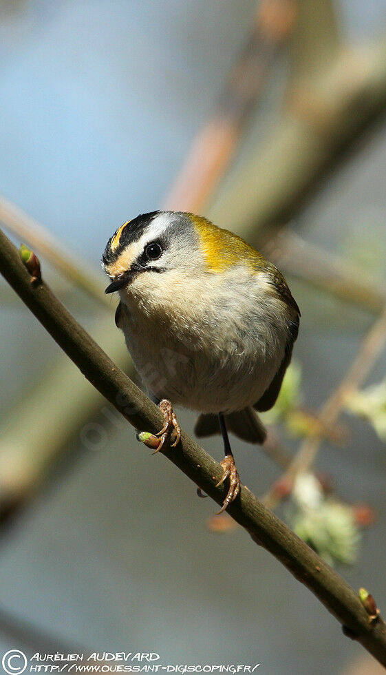 Common Firecrest