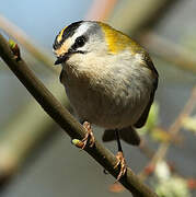 Common Firecrest