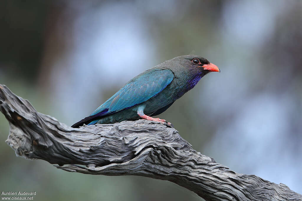 Oriental Dollarbirdadult, identification