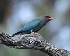 Oriental Dollarbird