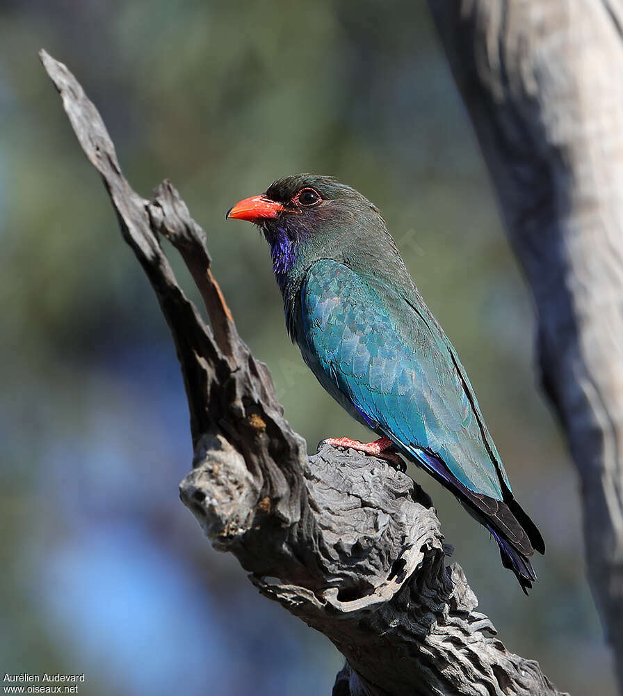 Oriental Dollarbirdadult, identification