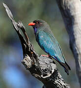 Oriental Dollarbird