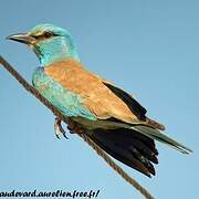 European Roller