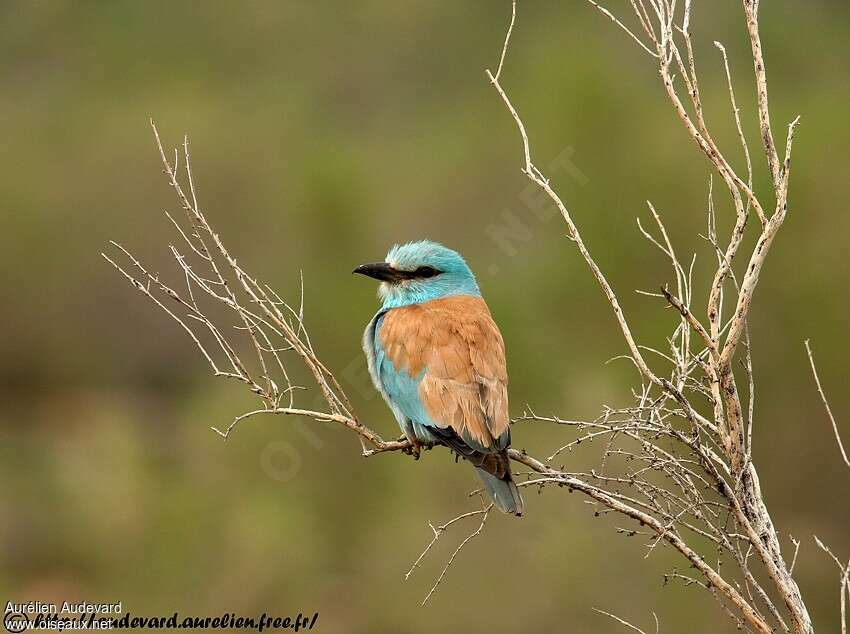 European Roller male adult breeding, identification