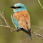 European Roller