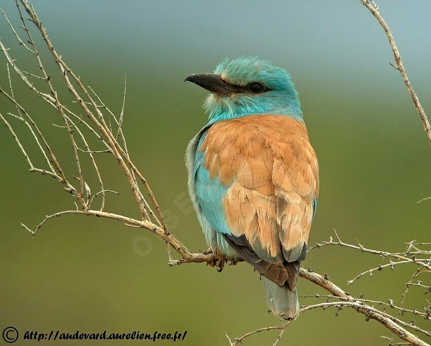 European Rolleradult breeding