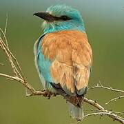 European Roller