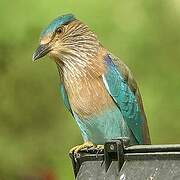 Indian Roller