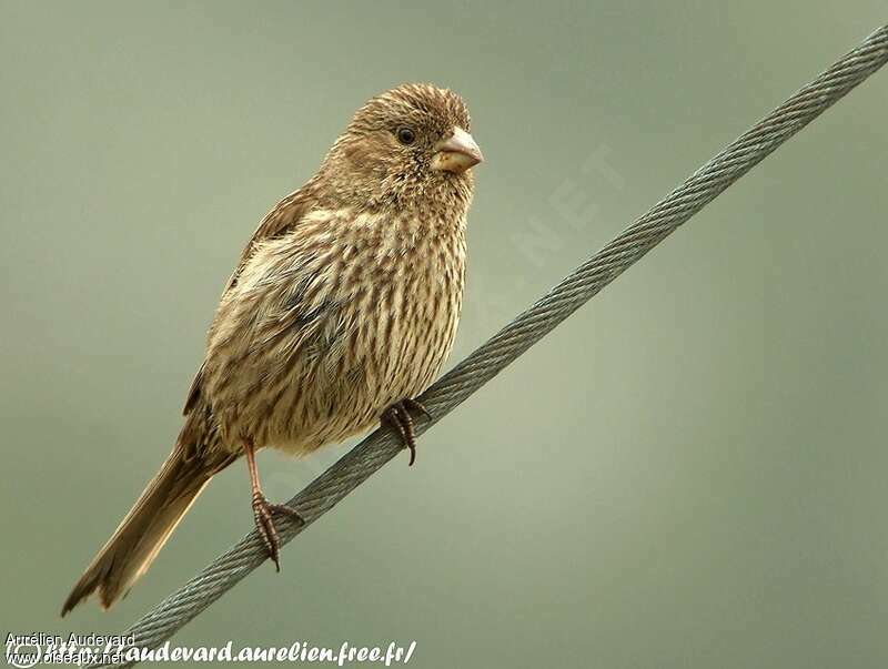 Red-mantled Rosefinch, identification