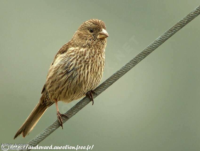 Red-mantled Rosefinch, identification