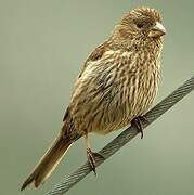 Red-mantled Rosefinch