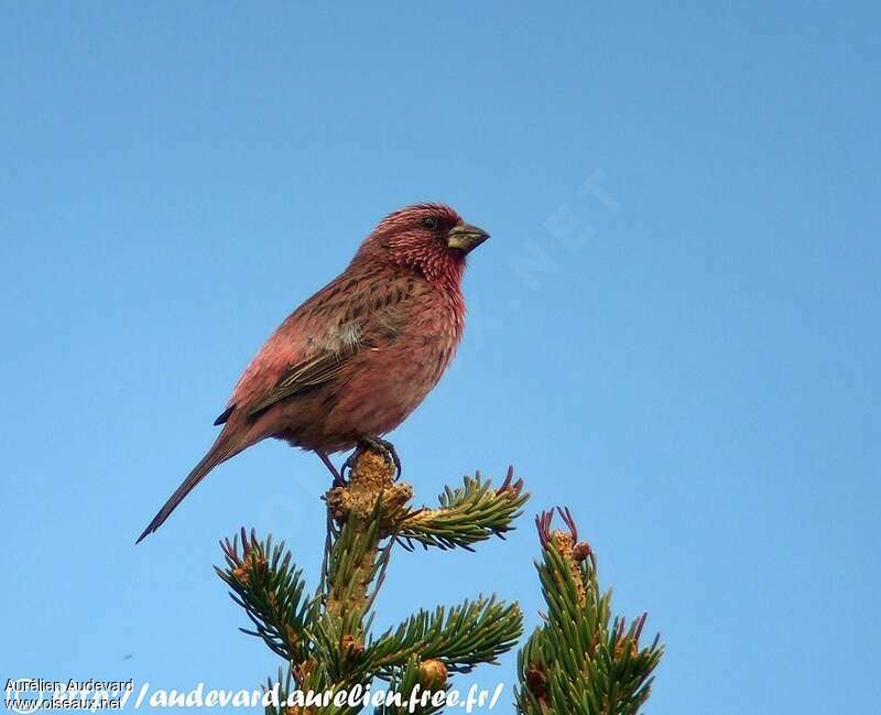 Red-mantled Rosefinch male adult breeding, identification
