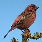 Red-mantled Rosefinch