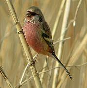 Long-tailed Rosefinch