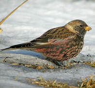 Asian Rosy Finch