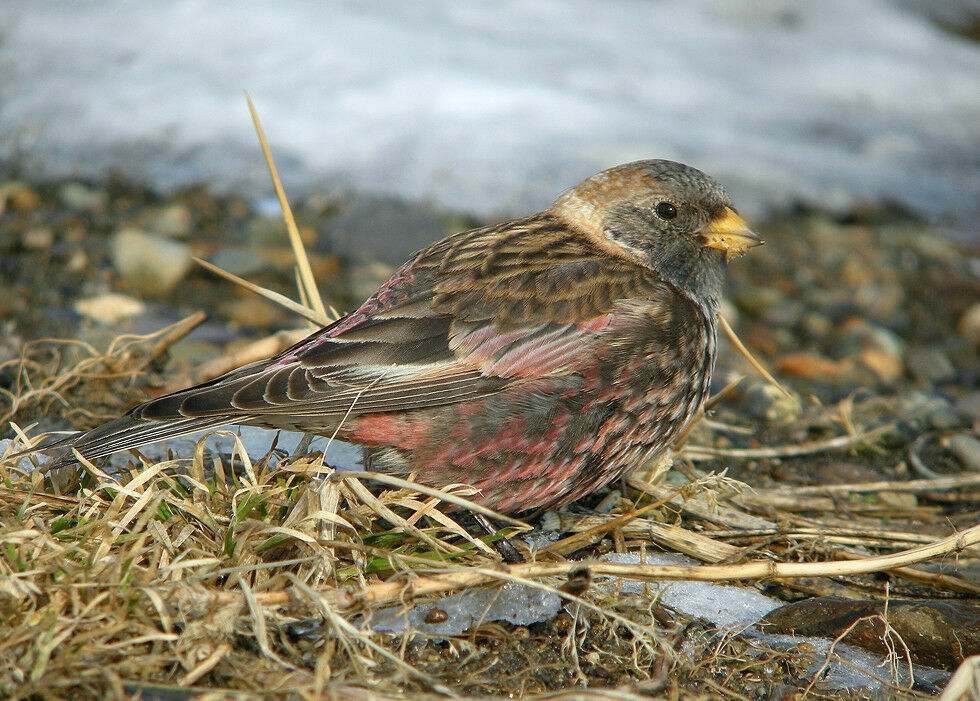 Asian Rosy Finch male adult post breeding, identification