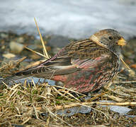 Asian Rosy Finch