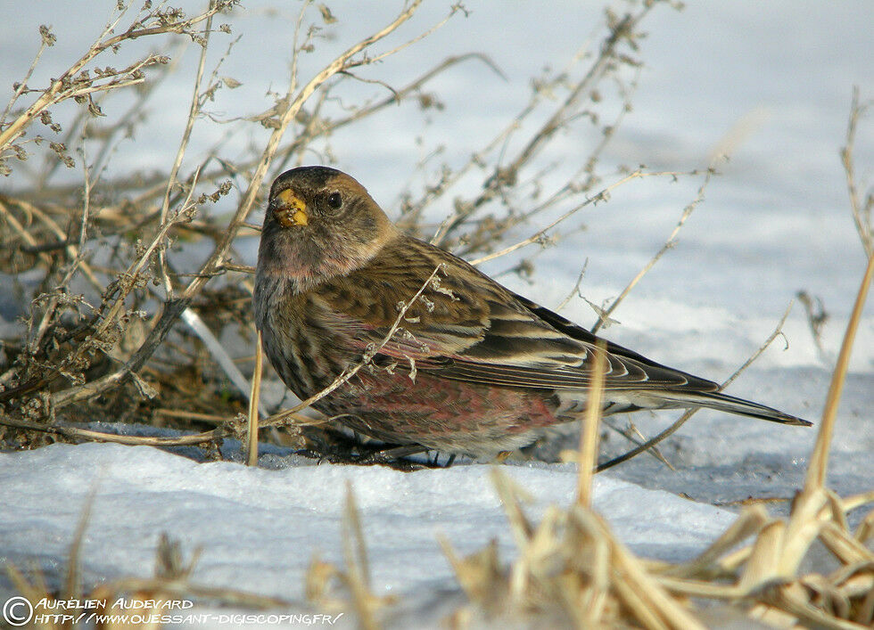 Asian Rosy Finch