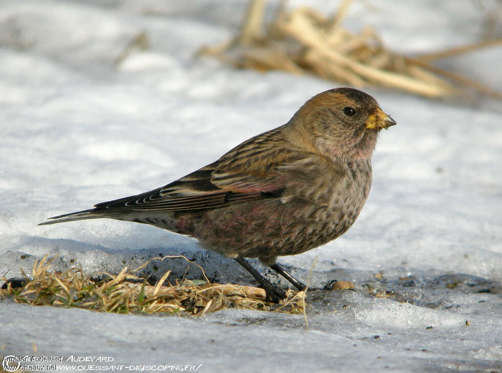 Asian Rosy Finch, identification