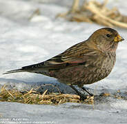 Asian Rosy Finch