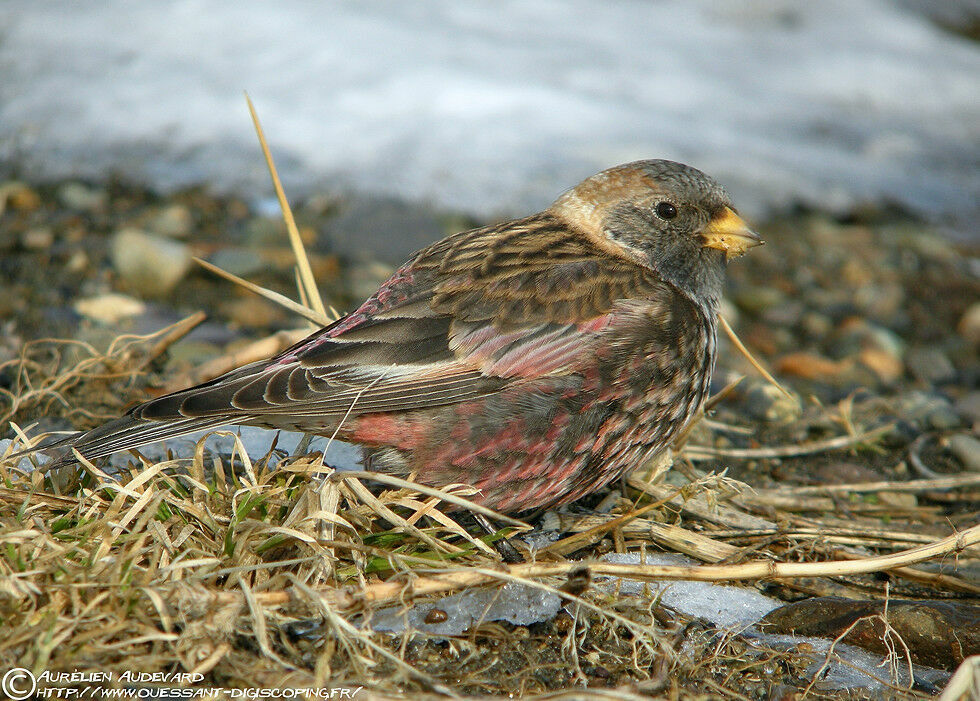 Asian Rosy Finch