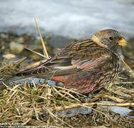 Asian Rosy Finch