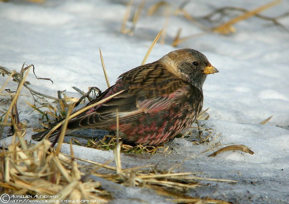 Asian Rosy Finch