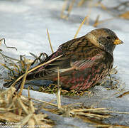 Asian Rosy Finch