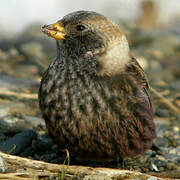 Asian Rosy Finch