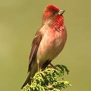 Common Rosefinch