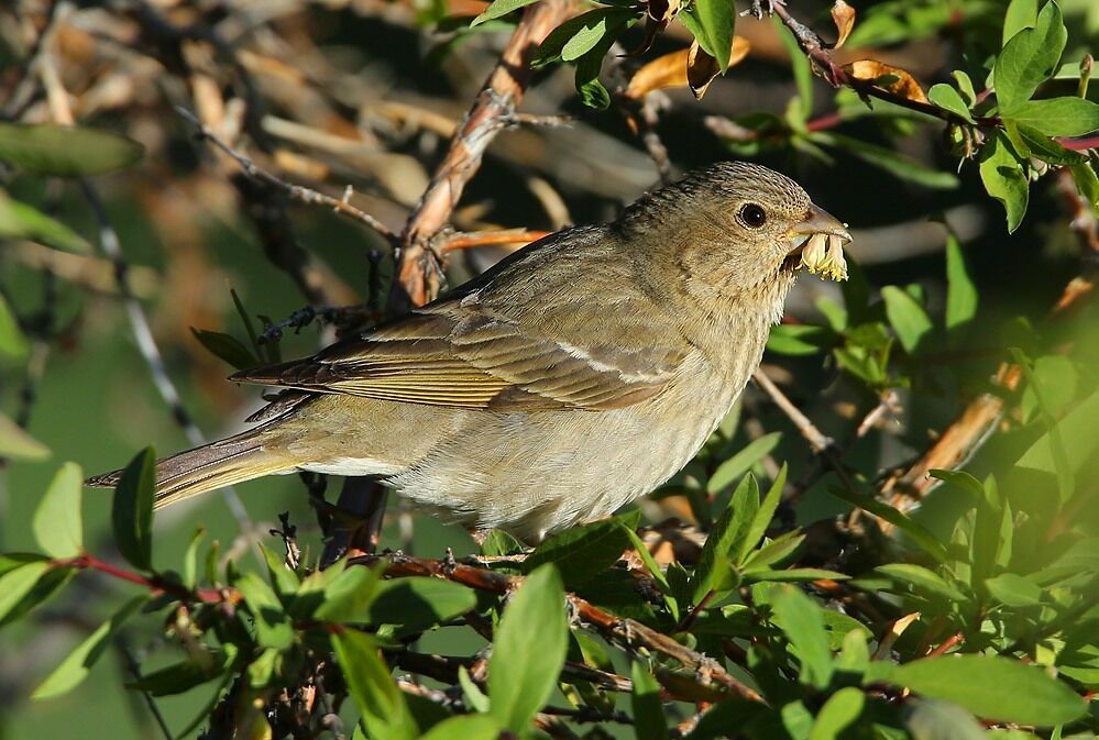 Common Rosefinch female adult, identification, feeding habits