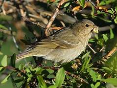 Common Rosefinch