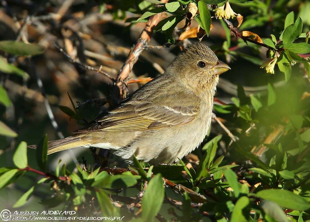 Common Rosefinch female adult breeding, identification