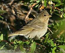 Common Rosefinch