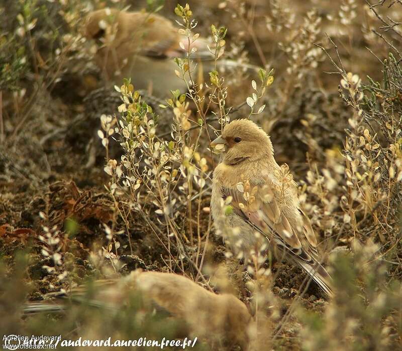 Desert Finchjuvenile, identification, feeding habits