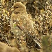 Desert Finch