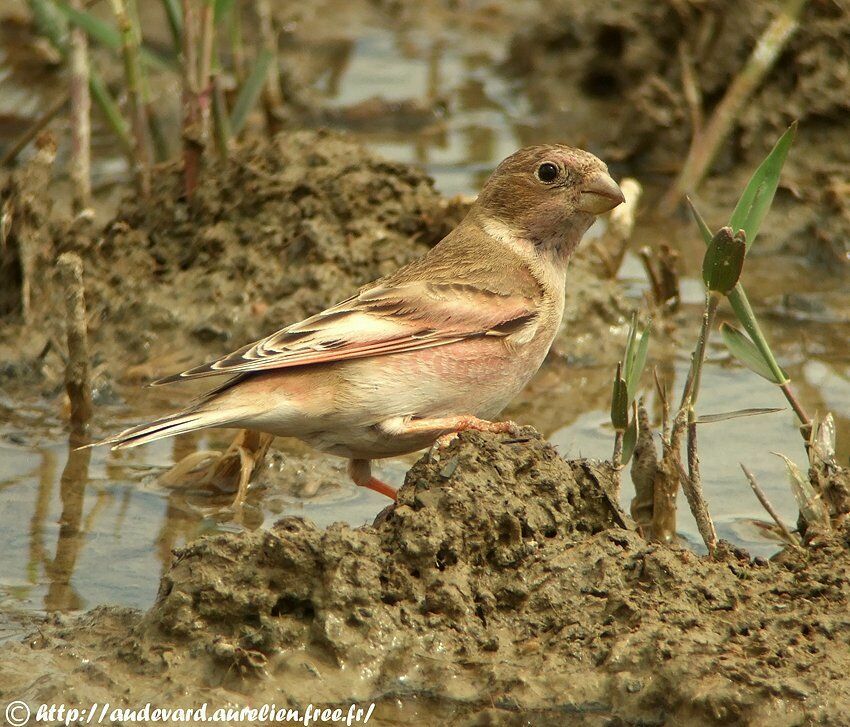 Mongolian Finch