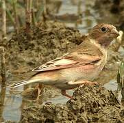 Mongolian Finch