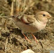 Mongolian Finch