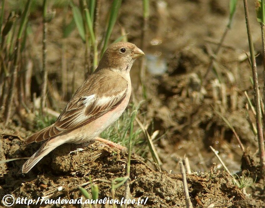 Mongolian Finchadult breeding