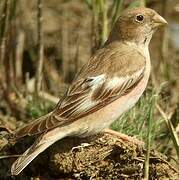 Mongolian Finch