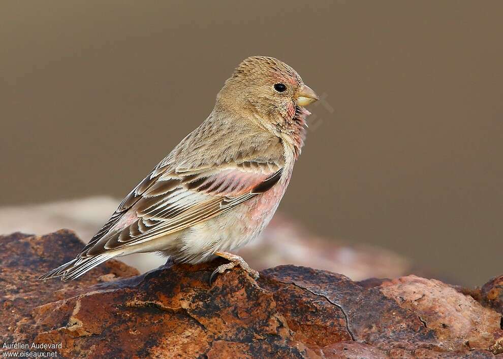 Mongolian Finch male adult breeding, pigmentation