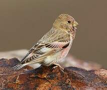 Mongolian Finch