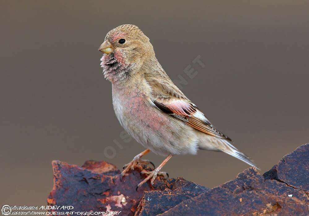 Mongolian Finch male adult, identification