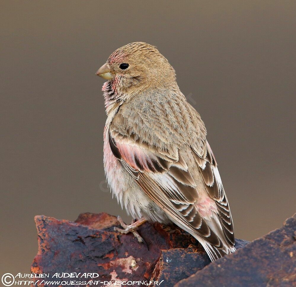 Mongolian Finch male adult breeding