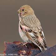 Mongolian Finch