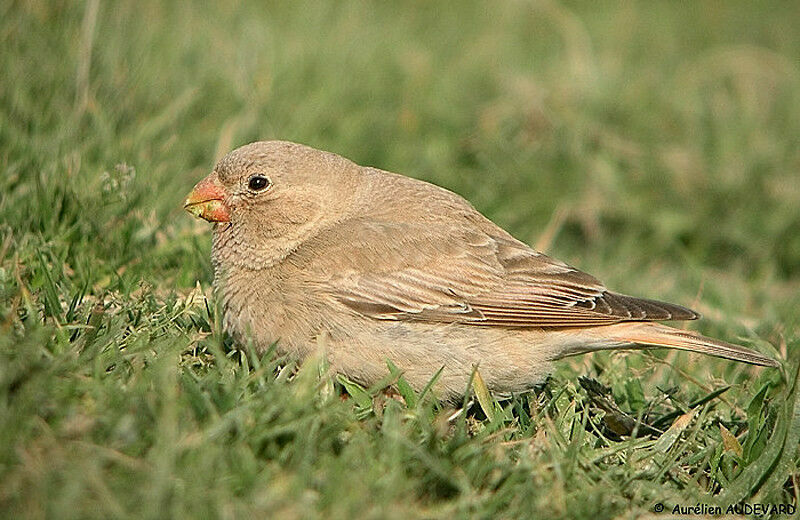 Trumpeter Finch