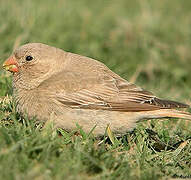 Trumpeter Finch