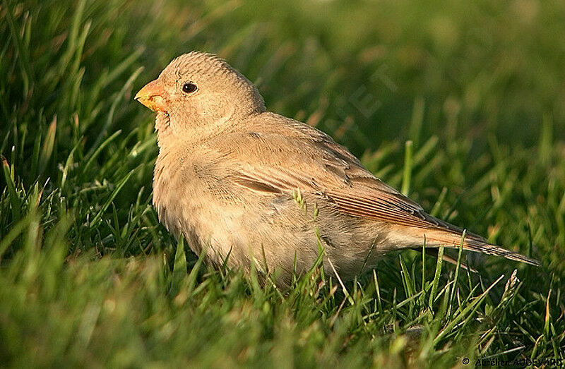 Trumpeter Finch